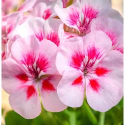 Toraf 0,05g Pelargonia Rabatowa Różowa Nasiona na Balkony Tarasy Rabaty Długo Kwitnie