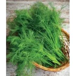 Toraf 5g Koper Ambrozja Nasiona Średnio Wczesny Najbardziej Aromatyczny do Zbioru na Zielono