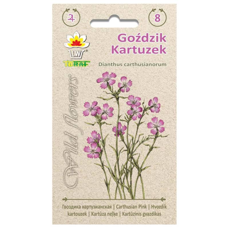 Toraf 0,2g Goździk Kartuzek Różowy Nasiona kwiatów wieloletnich Bylina Różowe drobne kwiaty