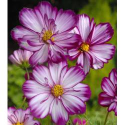 Toraf 0,5g Onętek Kosmos Picotee Nasiona kwiatów Dwubarwny Różowy z Obwódką na Rabaty do Ogrodu