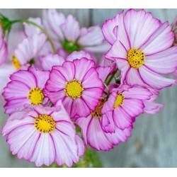 Toraf 0,5g Onętek Kosmos Picotee Nasiona kwiatów Dwubarwny Różowy z Obwódką na Rabaty do Ogrodu