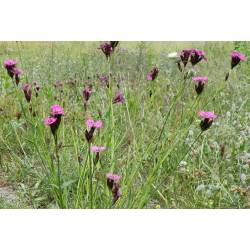 Toraf 0,2g Goździk Kartuzek Różowy Nasiona kwiatów wieloletnich Bylina Różowe drobne kwiaty