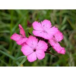 Toraf 0,2g Goździk Kartuzek Różowy Nasiona kwiatów wieloletnich Bylina Różowe drobne kwiaty