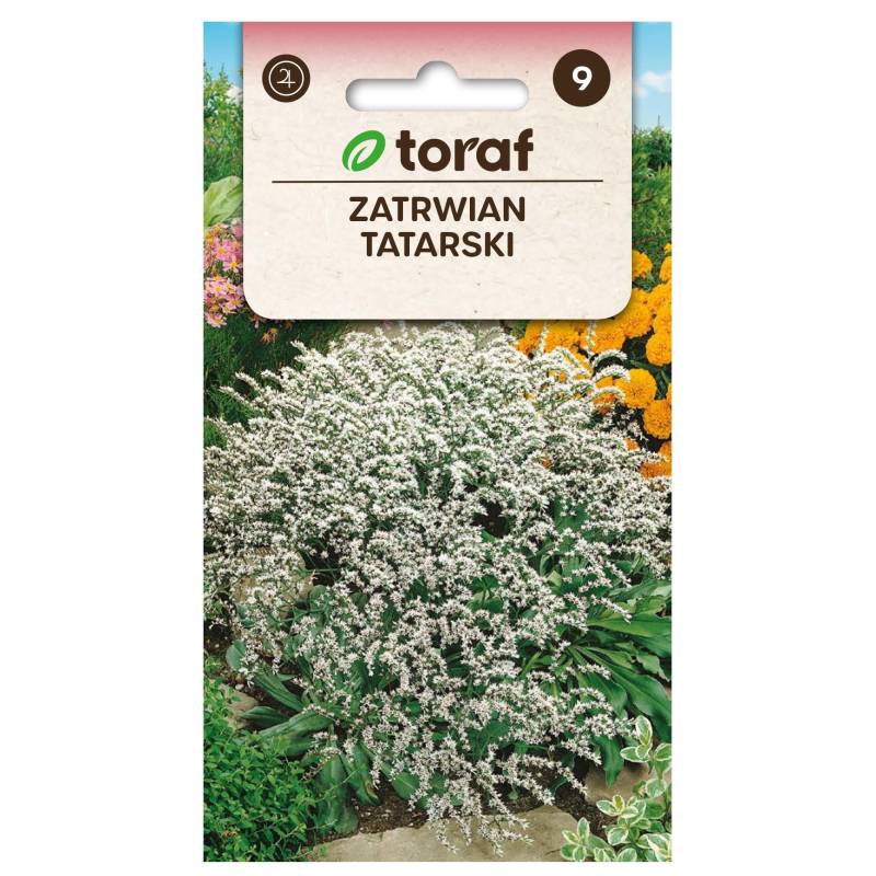 Toraf 0,1g Zatrwian Tatarski Nasiona kwiatów wieloletnich Kwiatostan wiechowaty Białe kwiaty