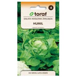 Toraf 1g Sałata masłowa Humil Nasiona warzyw Głowiasta Zimująca Na zbiór wiosenny
