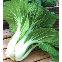 Toraf 1g Kapusta Chińska Pak Choi Nasiona Duże Liście Odporna na Przymrozki