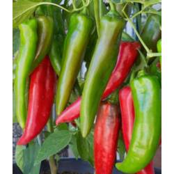 Toraf 0,2g Papryka Półostra Anaheim Chili Nasiona warzyw Odmiana Średnio wczesna do Gruntu Słodko-ostry smak