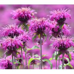 Toraf 0,1g Pysznogłówka Monarda Mix Nasiona kwiatów wieloletnich Bylina miododajna Cytrynowy zapach liści