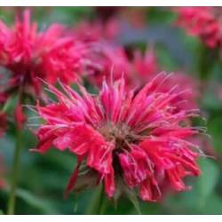 Toraf 0,1g Pysznogłówka Monarda Mix Nasiona kwiatów wieloletnich Bylina miododajna Cytrynowy zapach liści