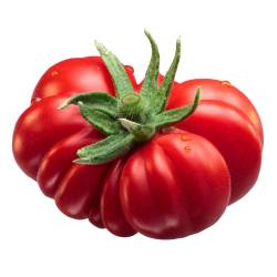 Toraf 0,3g Pomidor Costoluto Fiorentino Gruntowy Wysoki Nasiona warzyw Plenny Żebrowane Owoce