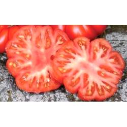 Toraf 0,3g Pomidor Costoluto Fiorentino Gruntowy Wysoki Nasiona warzyw Plenny Żebrowane Owoce