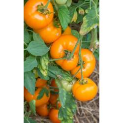 Toraf 0,3g Pomidor Złoty Ożarowski Nasiona warzyw Duże Gładkie Słodkie Pomarańczowe Owoce