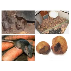 Ratimor 1kg Trutka Granulowana Niebieska Brodifakum na Myszy Szczury Gryzonie Skuteczna Pellet