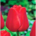 Benex Cebulki Tulipan Darwina Apeldorn Czerwony 