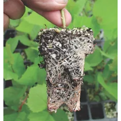 EKOdarpol 5L Agro Perlit dodatek do podłoża do hydroponiki frakcja perlit ogrodniczy