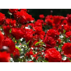 Ekodarpol 1l Biohumus Extra do Róż płynny nawóz wzbogaca podłoże