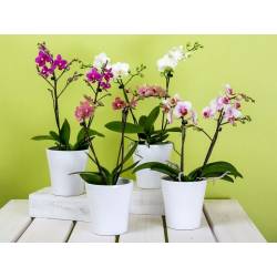Ekodarpol 0,5l Biohumus Extra do Storczyków orchidei nawóz płynny najlepszy