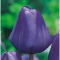 Benex Cebulki Tulipan Triumph Blue Niebieski