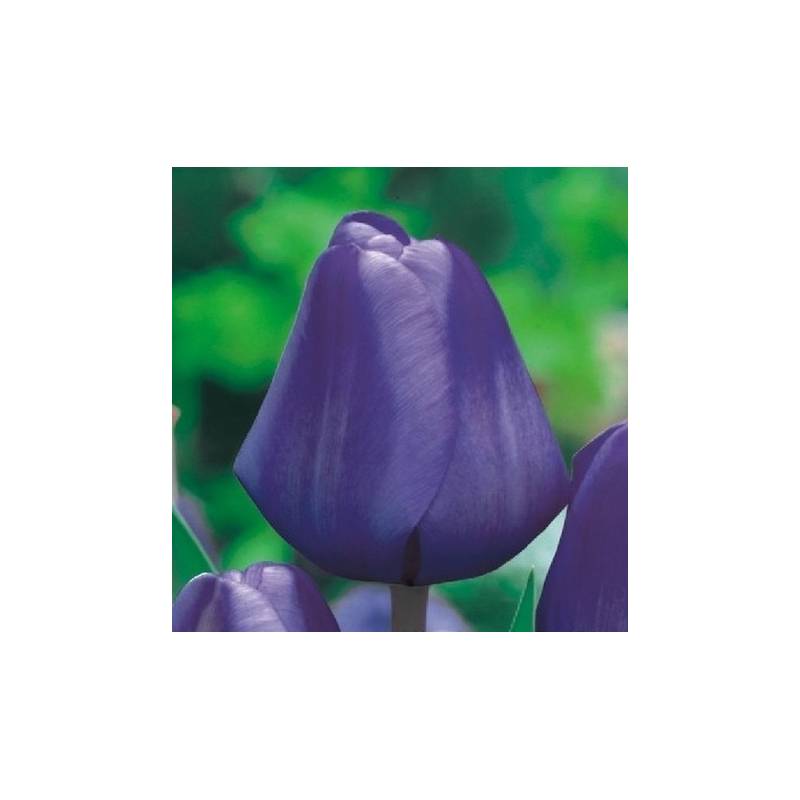 Benex Cebulki Tulipan Triumph Blue Niebieski