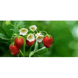 Ekodarpol 1l Humus Up do truskawek i poziomek ekologiczny mikoryza
