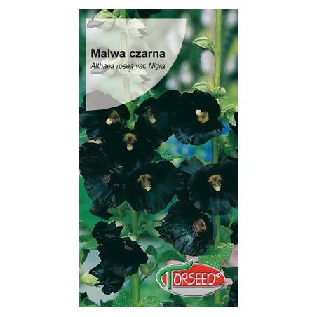 Torseed 1g Malwa czarna wieloletnia byliny nasiona kwiatów