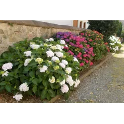 Planton H 200g Nawóz do Hortensji ogrodowych bukietowych krzaczastych