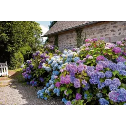 Planton H 200g Nawóz do Hortensji ogrodowych bukietowych krzaczastych