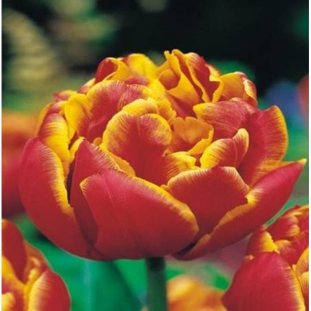 Benex Cebulki Tulipan Pełny Allegretto Czerwono-żółty