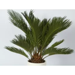 Ekodarpol 35ml Aplikator Extra Palma Juka Dracena naturalny wygodne nawożenie