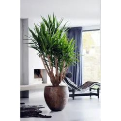 Ekodarpol 35ml Aplikator Extra Palma Juka Dracena naturalny wygodne nawożenie