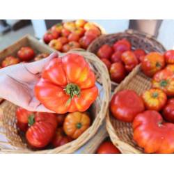 Ekodarpol 5 l Biohumus Extra do pomidorów i papryki nawóz w płynie naturalny