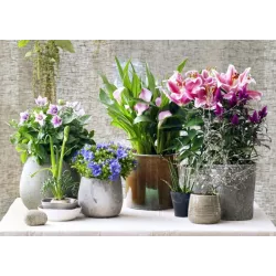 Ekodarpol 30szt. Pałeczki Plonar Active Kwiaty kwitnące koreczki do zasilania kwiatków