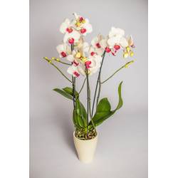 Ekodarpol 30 +3 gratis Aplikator do Storczyków storczyka orchidei kroplówka nawóz
