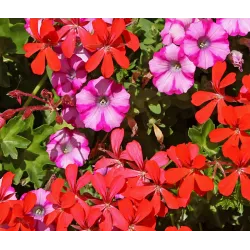 Ekodarpol 300ml Humus Active Żel Pelargonia Surfinia nawóz balkonowe dozownik pompka