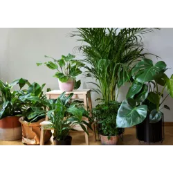 EKODARPOL Humus Active Kwiaty Zielone ŻEL 300 ml wygodny i skuteczny