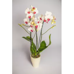 Ekodarpol 20ml Biohumus Extra do storczyków nawóz do storczyka orchidei kwasy humusowe