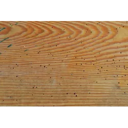 Asplant 300ml Herkules Propal na szkodniki drewna korniki kołatki pluskwy osy