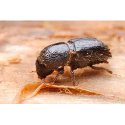 Asplant 300ml Herkules Propal na szkodniki drewna korniki kołatki pluskwy osy