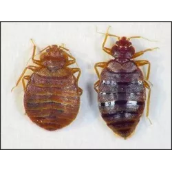 Asplant 300ml Herkules Propal na szkodniki drewna korniki kołatki pluskwy osy