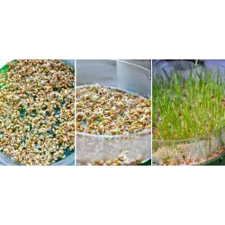 Toraf 20g Lucerna Alfalfa Bio-Organic Nasiona ekologiczne kiełków na kiełki lucerny