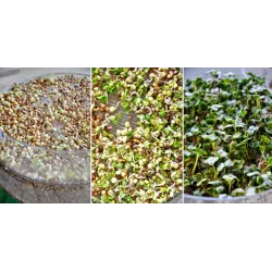 Toraf 20g Rzodkiewka Nasiona kiełków na kiełki rzodkiewki