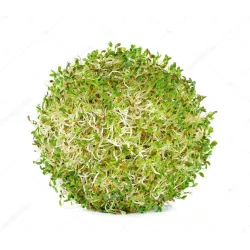 Toraf 20g Lucerna Alfalfa Bio-Organic Nasiona ekologiczne kiełków na kiełki lucerny