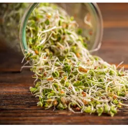 Toraf 20g Pikantna mieszanka Nasiona na kiełki rzodkiewka fasola gorczyca