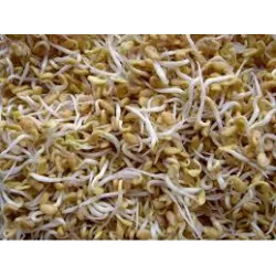 Toraf 20g Kozieradka Nasiona Kiełki kiełkownica Działanie odmładzające regeneracyjne