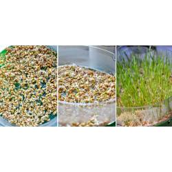 Toraf 20g Lucerna Alfalfa nasiona na kiełki zdrowe odżywianie bogata w witaminy
