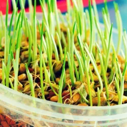 Toraf 30g Młody Jęczmień Nasiona Kiełki Łatwy pyszny