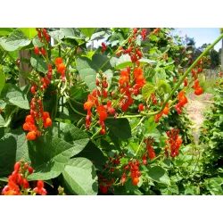 Toraf 6 sztuk Fasola Ozdobna Nasiona Mieszanka Roślina pnąca