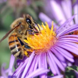 Toraf 2g Mieszanka przyciągająca pszczoły Kwiaty Nasiona