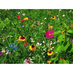 Toraf 2g Mieszanka przyciągająca pszczoły Kwiaty Nasiona