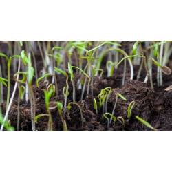 Ekodarpol 0,5kg Trawa Renowacyjna do regeneracji trawnika trawnik 20m2 nasiona traw opakowanie z siewnikiem